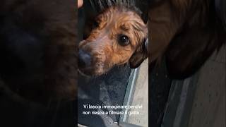 I think my mongrel dog Valéry includes some pig characteristics #eidueliocorni #cutedog