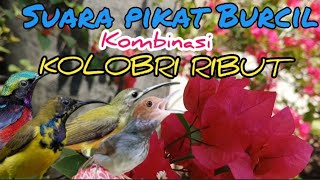 Suara Pikat Burcil Kombinasi Kolibri Ribut Dan Prenjak Starter
