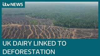 Cadbury chocolate among UK dairy products linked to deforestation in Brazil | ITV News