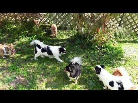 2026/3/11 チワワ＆ティーカップ・プードル！