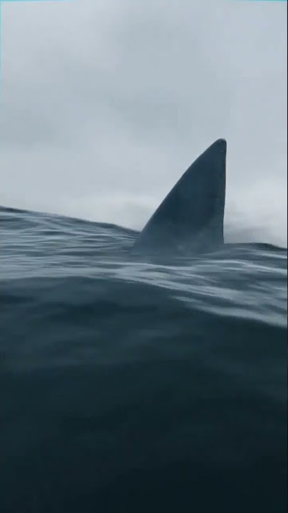 JANGAN NONTON SENDIRI!! Hiu paling horor sedunia #sharks #megalodon  #shorts