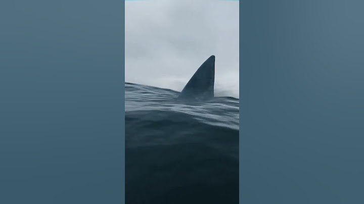 JANGAN NONTON SENDIRI!! Hiu paling horor sedunia #sharks #megalodon  #shorts