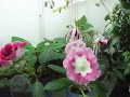 Gloxinia blossom timelapse