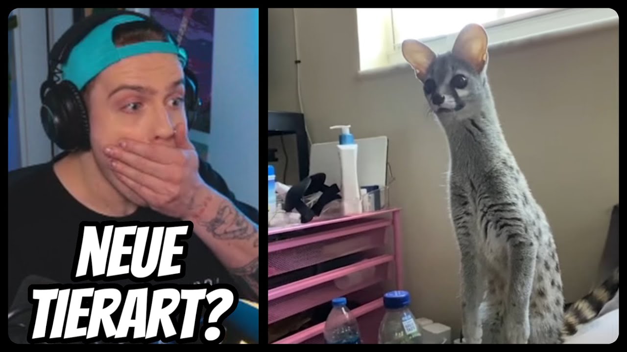 Niek REAGIERT auf UNUSUAL MEMES COMPILATION V158