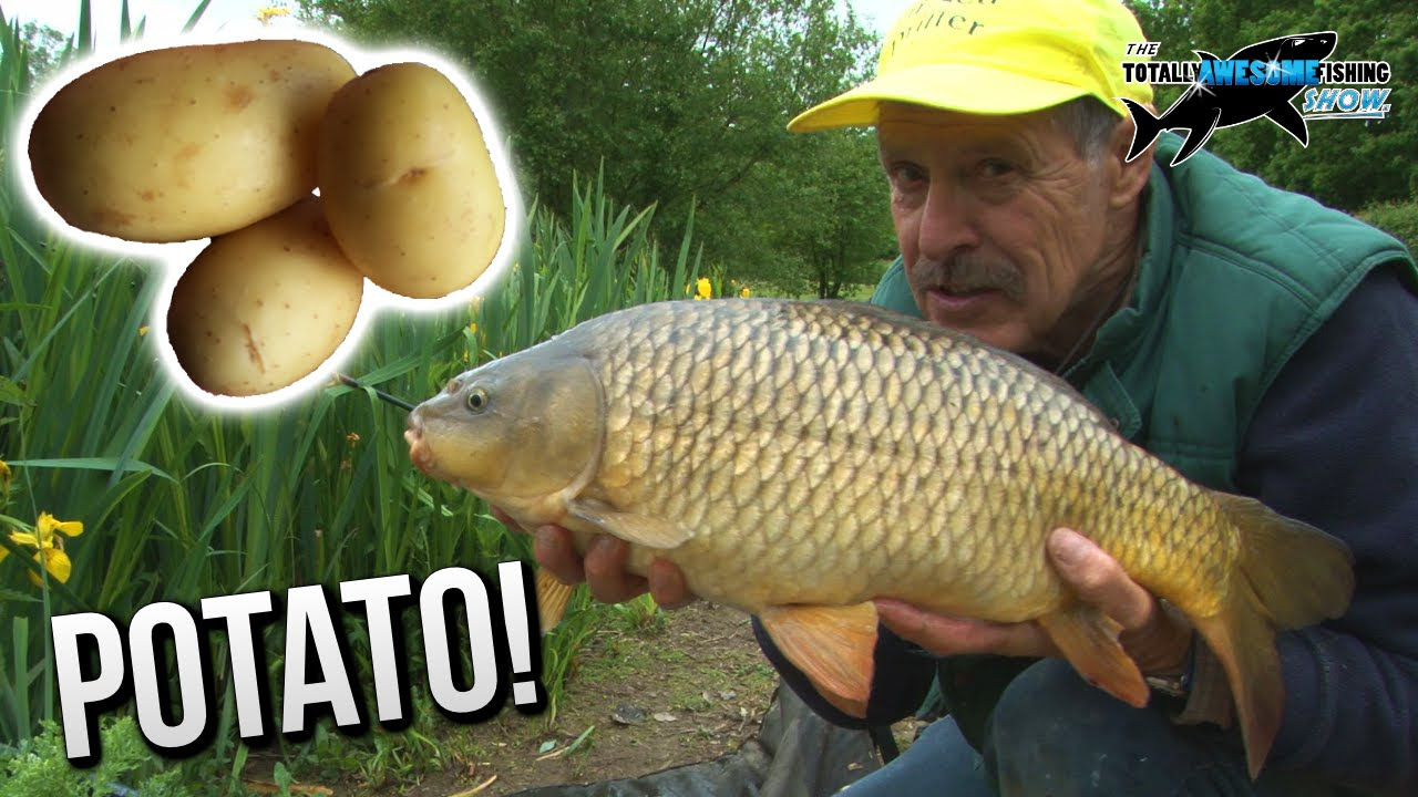 potato carp bait