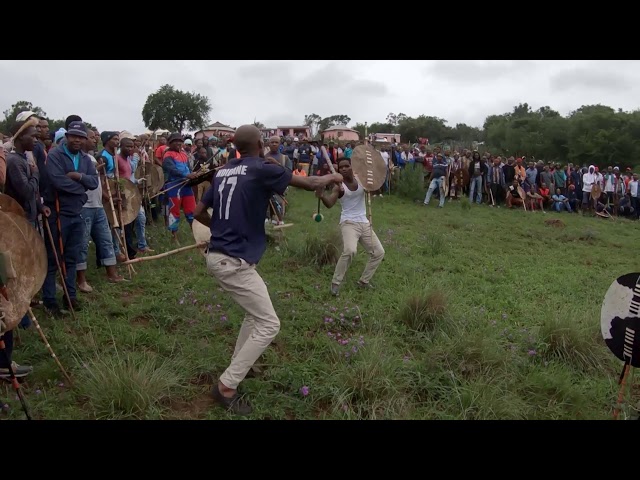 HAMA - Nguni (Zulu) Stick Fighting Freestyle 🐃 