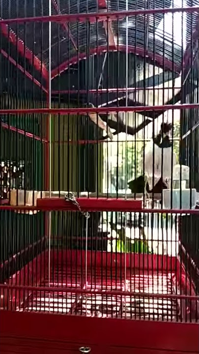 Suren tembakan cililin mantap