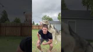 Dog tricks dad by tackling him #funnydogs