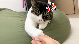🐈機嫌の悪い猫と握手した結果…www