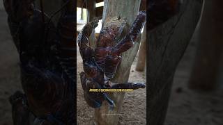 Caranguejo Dos Coqueiros O Gigante Das Árvores