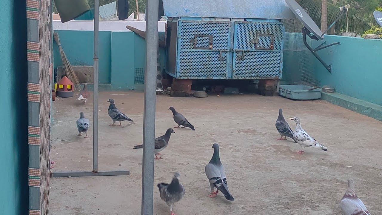 కొత్త పావురం వచ్చింది 😱🤯 పట్టగలిగామ లేదా? పూర్తిగా చూడండి fisherman ramana pls subscribe🙏