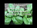 Шпинат. Выращиваем ценное растение.