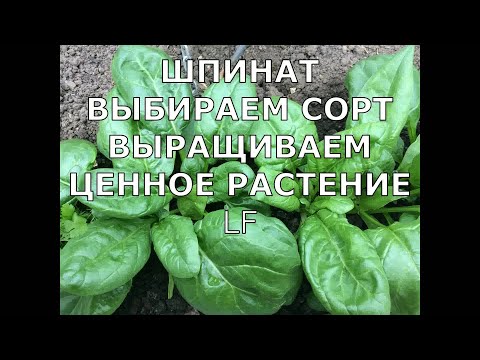 Видео: Шпинат. Выращиваем ценное растение.