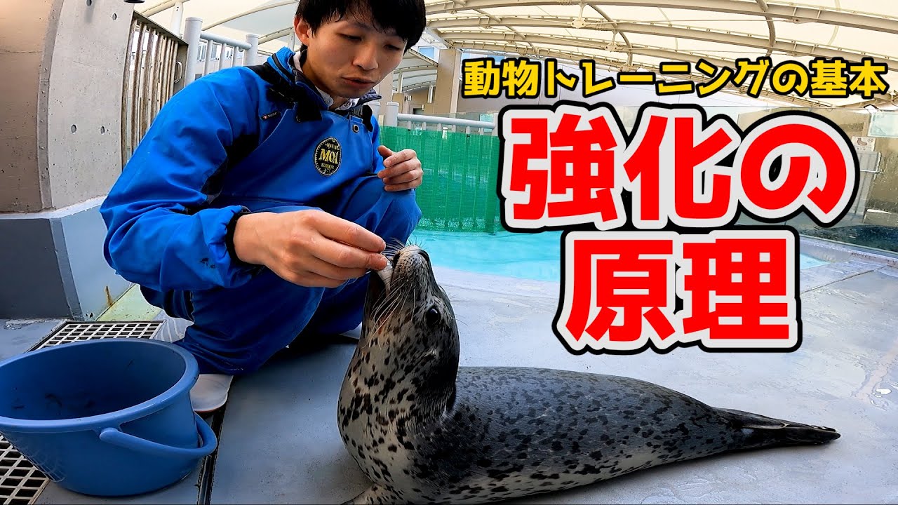 【トレーニング解説1】「強化の原理」について