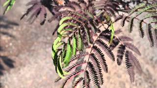 Summer Chocolate Mimosa Tree