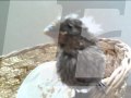 Capture de la vidéo Arlette Zola » 🐣 « Mon Petit Oiseau (1969)