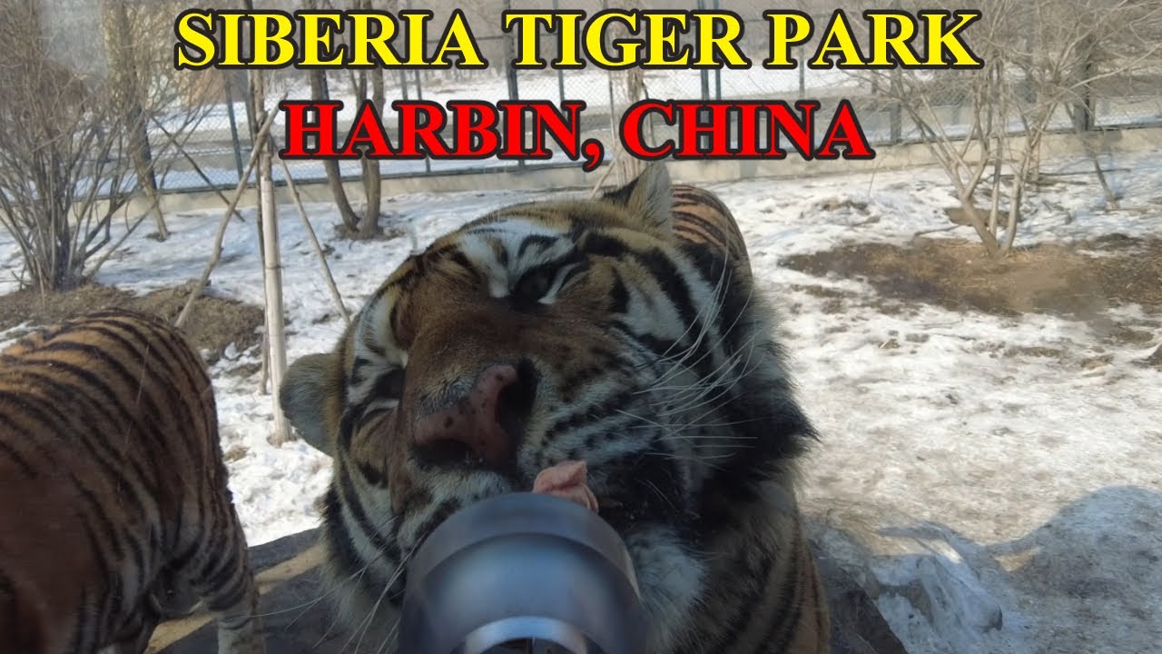 Siberia Tiger Park Walk
