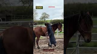 Ist er wirklich ein Wildpferd??🤫 | Team Lisanne - MUSTANG MAKEOVER 2026