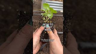 Download Lagu THIS IS WHY YOU SHOULD GROW BASIL! #gardening #garden #backyardgarden #gardentips #basil #spring MP3