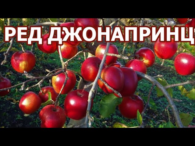 Всем рекомендуем этот сорт! / Яблоня РЕД ДЖОНАПРИНЦ