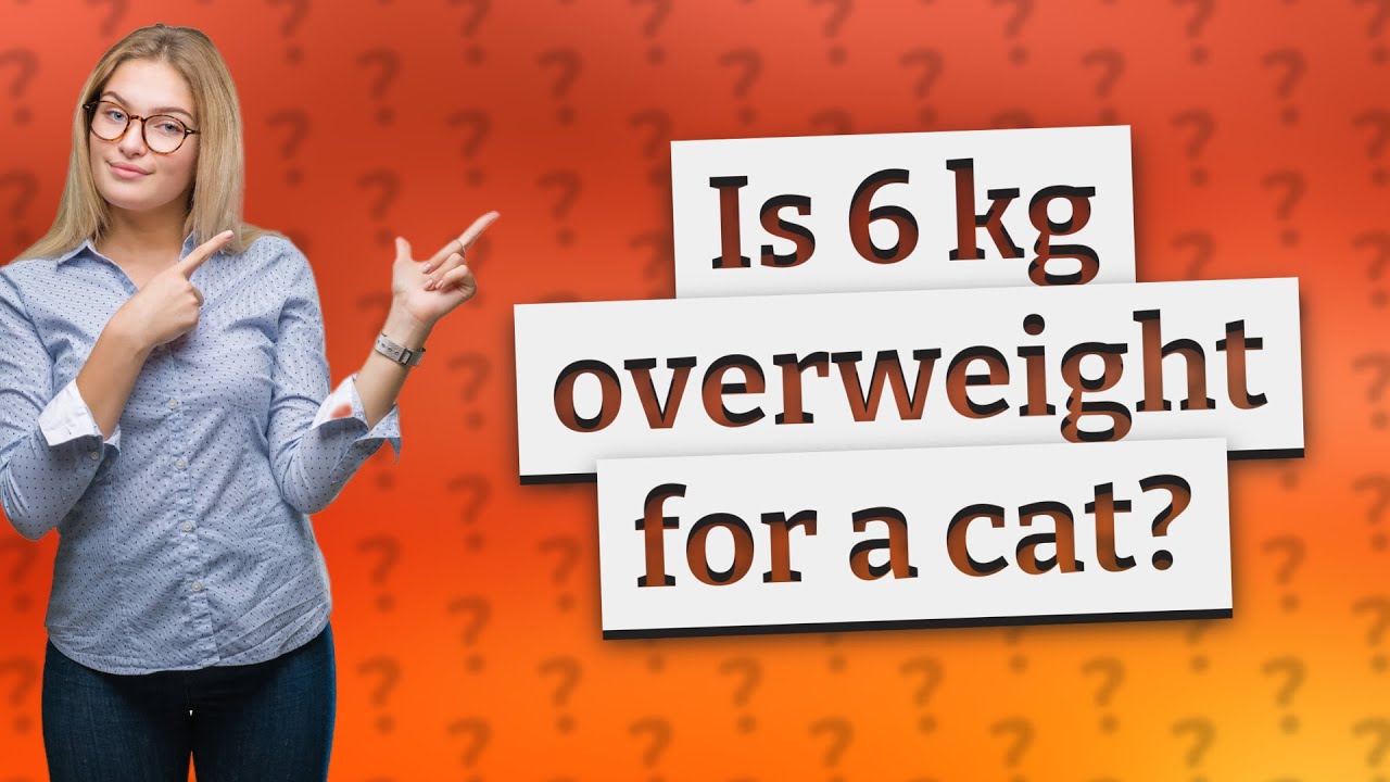 Is 6 kg overweight for a cat? YouTube