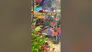 🥲mất tiền oan khi mua cá cảnh #cácảnh #thuysinh #becathuysinhvn