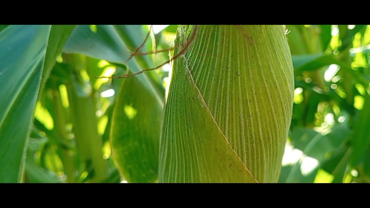 ASI ESTA LA MILPA EN ELOTE