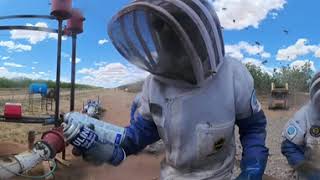 Killer Bees in the Boom [360° 4K HD]