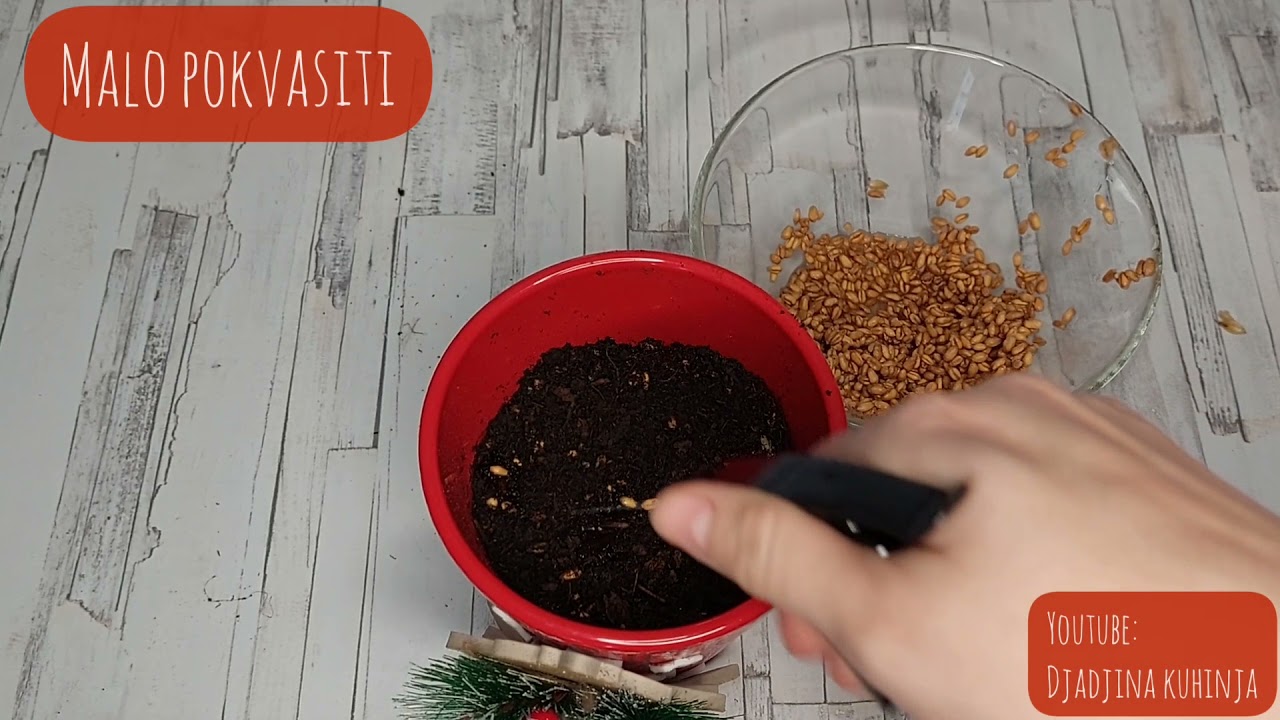 Božićna pšenica / žito - kako posijati , zalivati i održavati ?