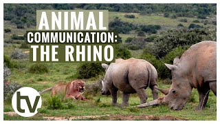 How do RHINOS communicate?...Mostly via their DUNG