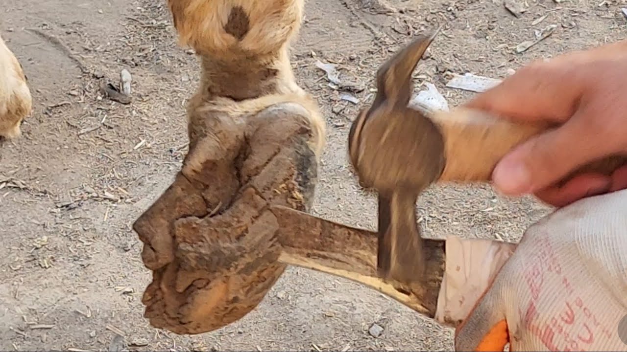 حمارة مسكينه بتتالم لاتستطيع المشي بسبب انقلب الحاعلاج العرج