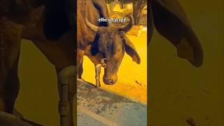 Gau seva garmiyan shuru ho chuki hai pani ki tanki jarur rakhe #gaumata #gauseva #gausevak #summer