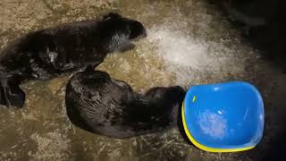 Cooper and Watson Ice Enrichment