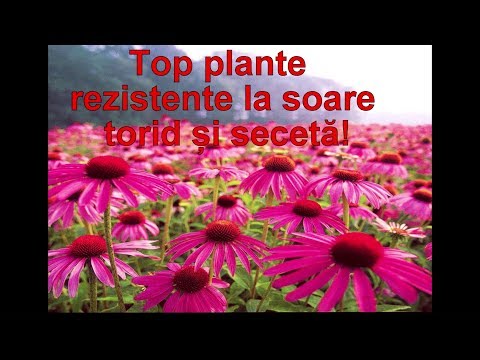 Video: Plante Perene Pentru începători