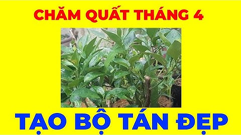 Chăm sóc cây quất giai đoạn bật lộc lần 2