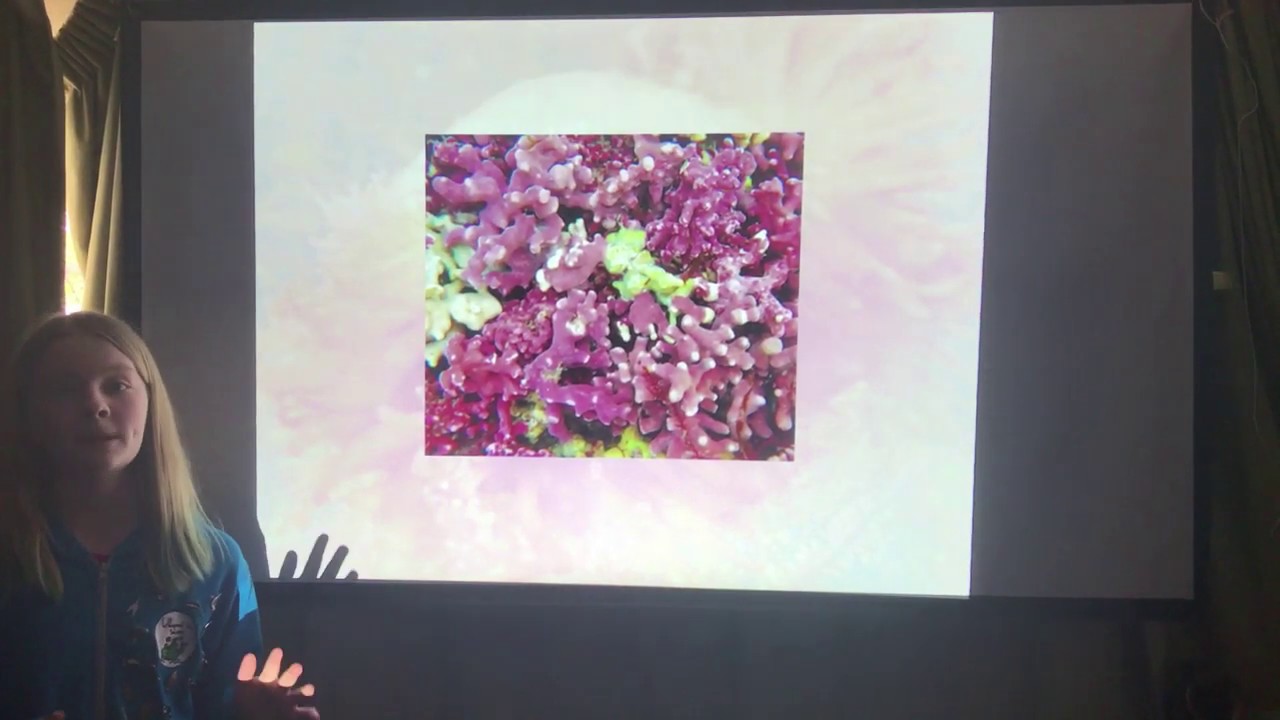 Flame Shells - an introduction