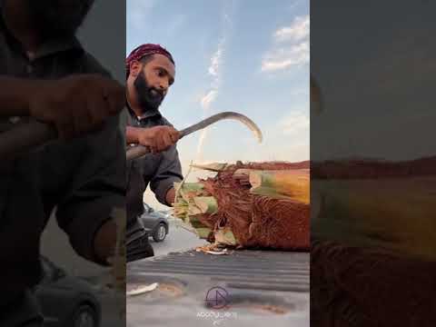 الجذب او مايعرف في مناطق أخرى كمحافظة ال العلا ب الجمار يستخرج من قلب النخلة خصوص ا نخل