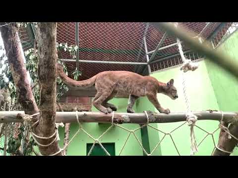 Puma hembra incautada en Bogotá fue reubicada en Garagoa, Boyacá