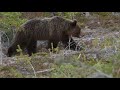 Meeting a brown bear family in the forests of Swedish Ångermanland