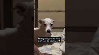 Ο Ντάρι το λιοντάρι 😂 #κατοικιδια
