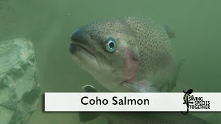 Public Service Announcement: Coho Salmon - Saving Species Together