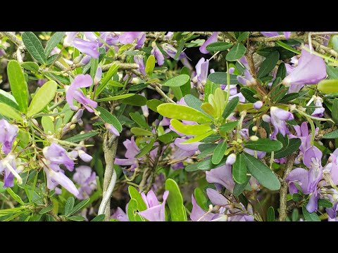 Video TỔNG VƯỜN XẢ X2 0933368532... - youtube