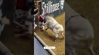The Ultimate Bullfighters got the moves