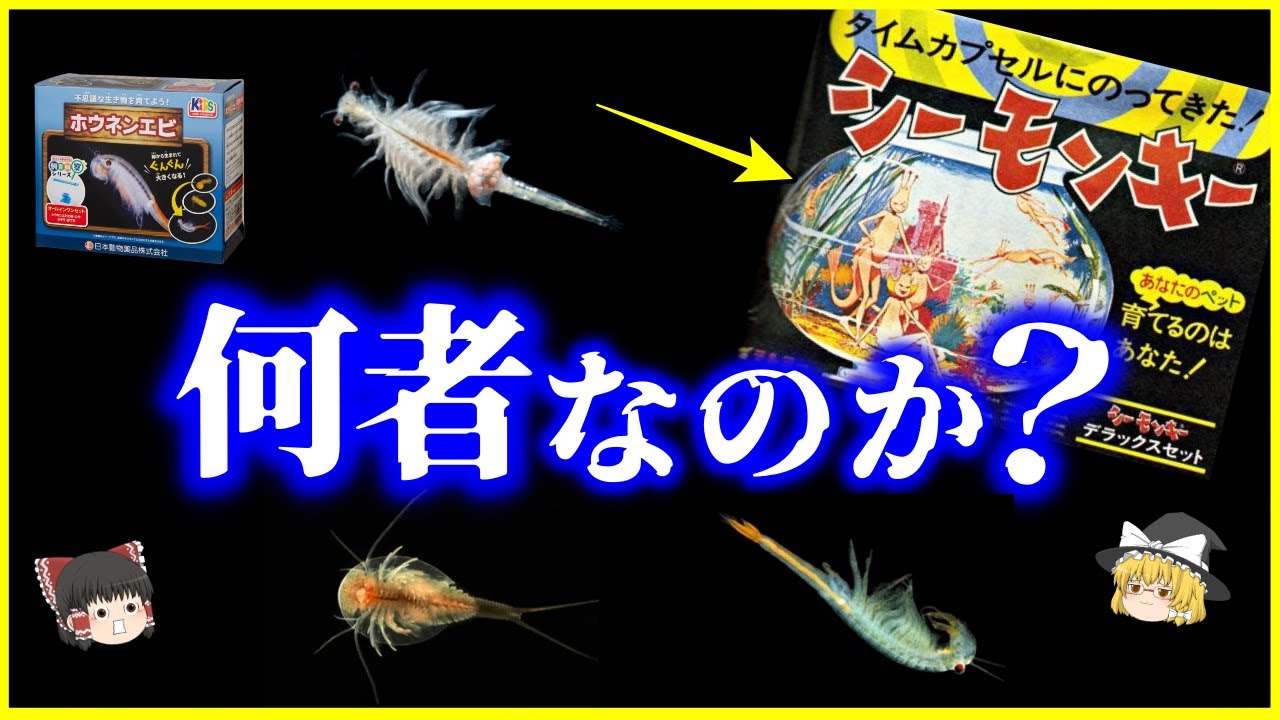 ホウネンエビ シー モンキー