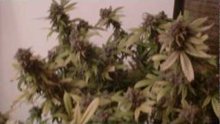 DAY 55 FLUSHING.