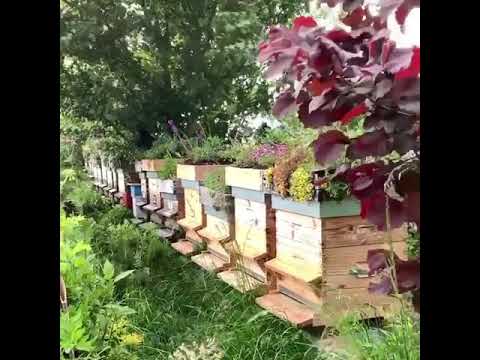 Flower garden - YouTube