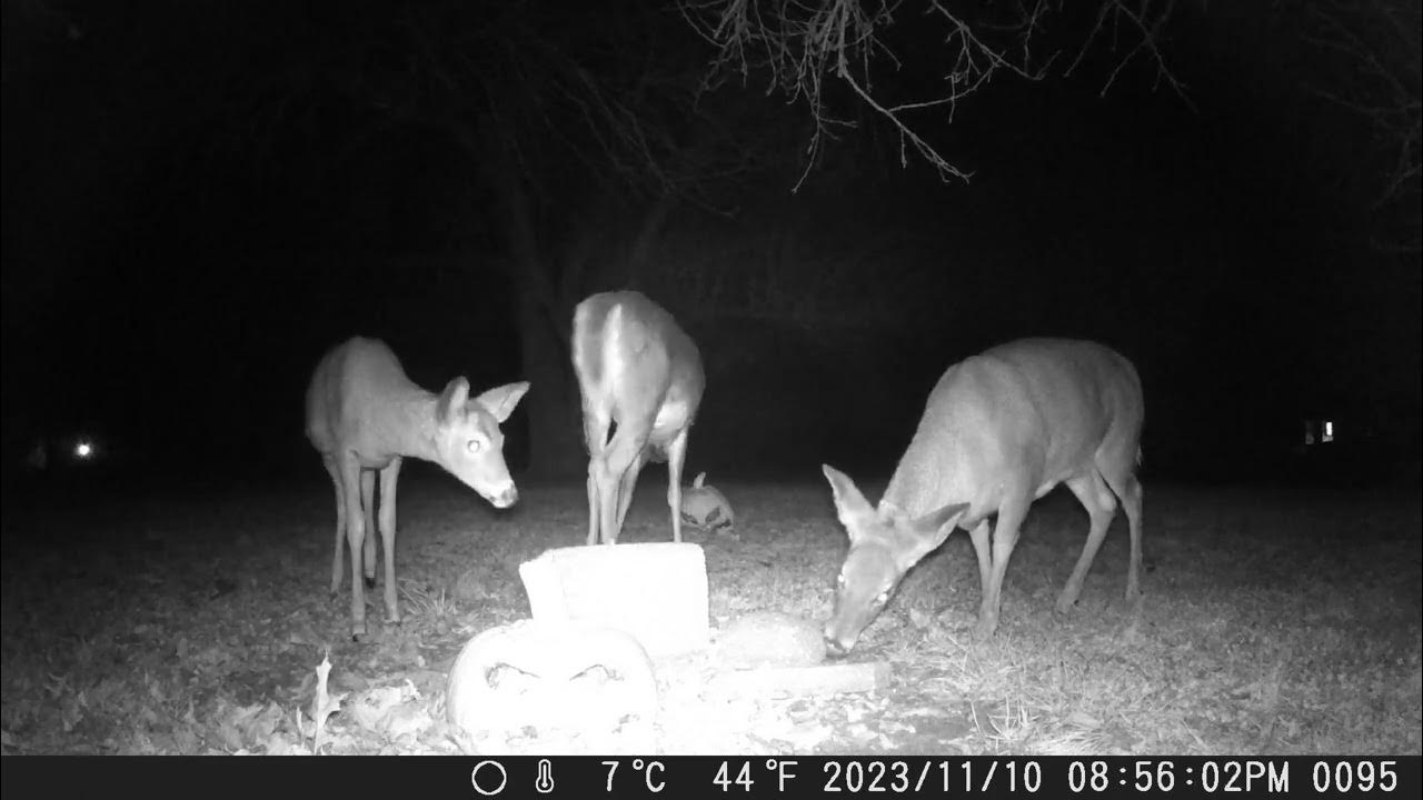Momma deer out with her two kids. All enjoying some food together