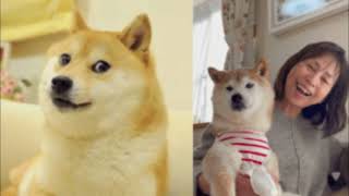 Shiba Inu Kabosu, The Face Of Doge Meme And Dogecoin, Has Died
