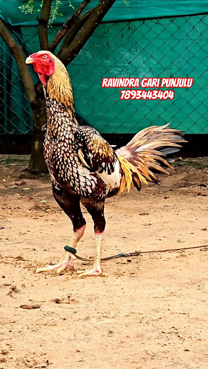RAVINDRA gari punjulu top quality breed available #pandem #rooster #topquality