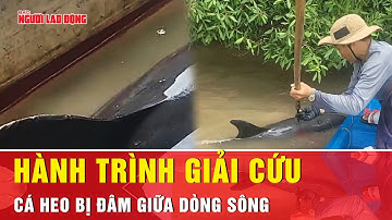 Người dân Cà Mau hợp sức giải cứu cá heo bị đâm trọng thương giữa sông  | Tin tức